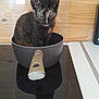 kitten, cat, tortoiseshell, pot, cooking_pot, stovetop, kitchen, wooden_wall, curious, pet, indoor, small_animal, black_fur, orange_fur, domestic_cat, animal, cute, sitting, looking, young