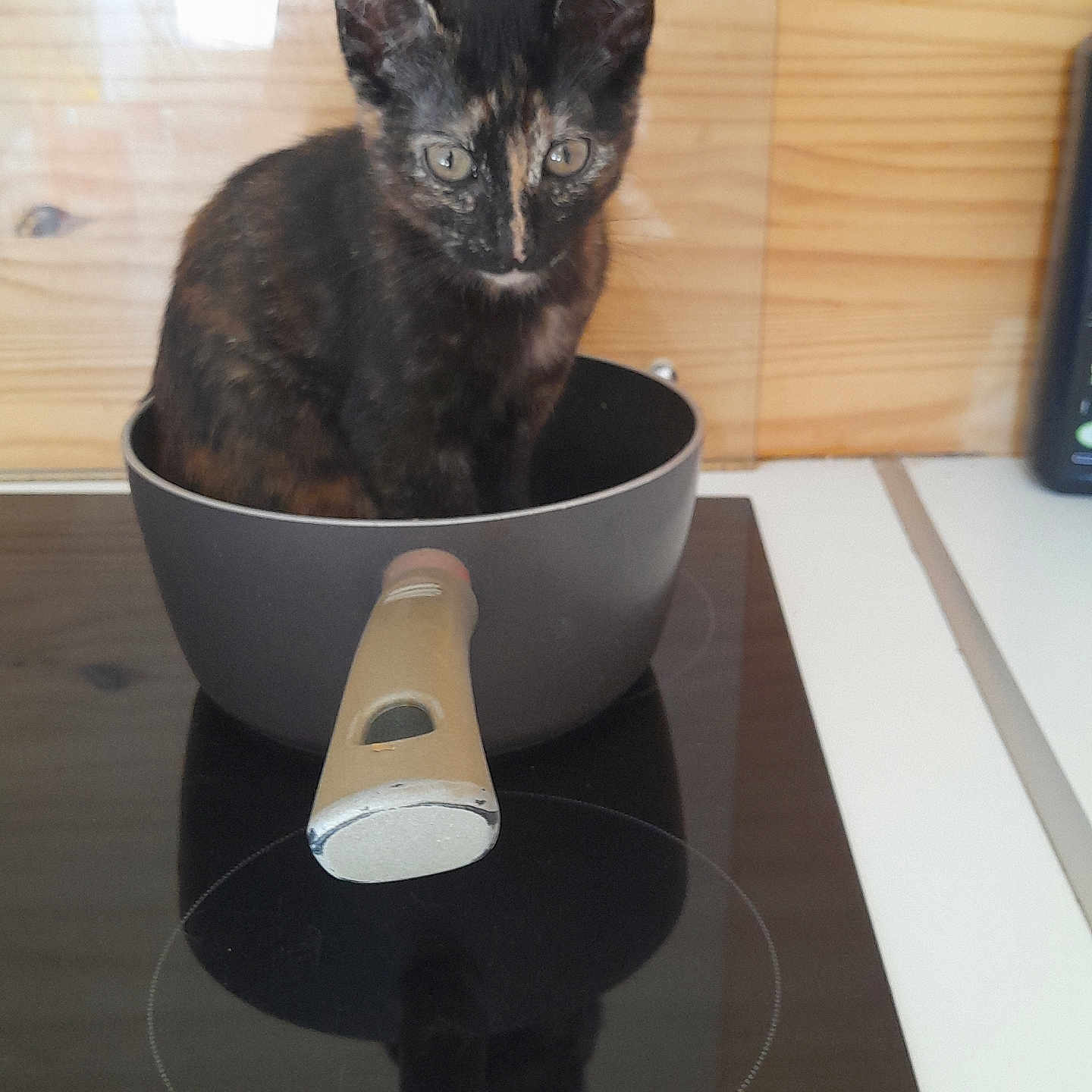 Soukie a rejoint le concours — aidez-le/la à gagner de superbes lots ! animal, black_fur, cat, cooking_pot, curious, cute, domestic_cat, indoor, kitchen, kitten, looking, orange_fur, pet, pot, sitting, small_animal, stovetop, tortoiseshell, wooden_wall, young
