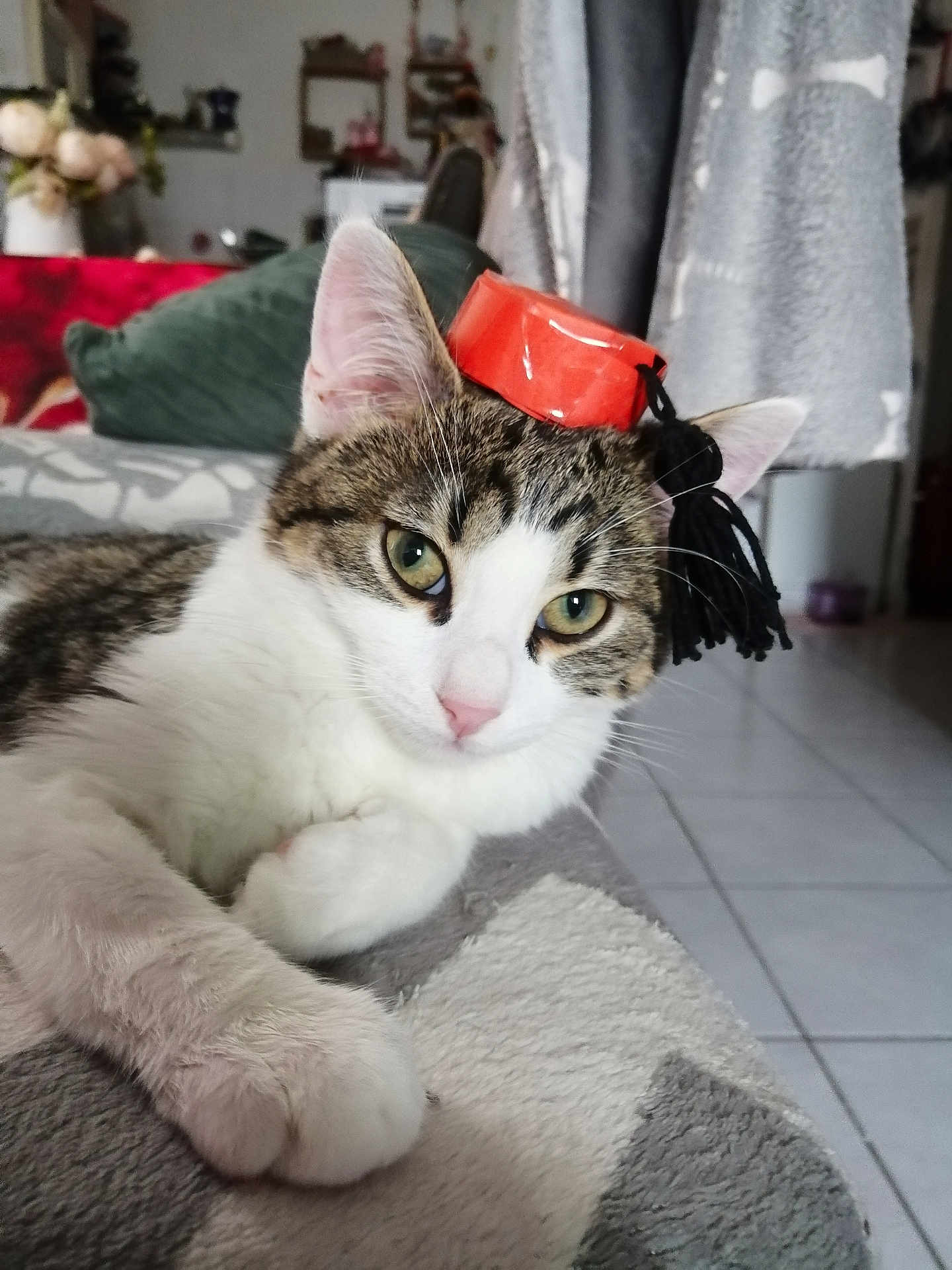 Hatchi participe au concours pour gagner de l'argent avec cette photo : cat, tabby, white_fur, pet, indoor, blanket, graduation_cap, tassel, cute, resting, feline, closeup, animal, soft_texture, floor_tiles, cozy, domestic, relaxed, portrait, eyes