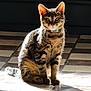 Guizmo participe au concours pour gagner de l'argent avec cette photo : animal, cat, collar, cute, domestic, ears, feline, floor, fur, indoor, mammal, pet, portrait, relaxed, shadow, sitting, sunlight, tabby, tile, whiskers
