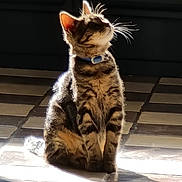 Guizmo a rejoint le concours — aidez-le/la à gagner de superbes lots ! animal, cat, collar, curious, domestic, feline, floor, fur, glowing, indoor, pet, profile, quiet, shadow, sitting, striped, sunlight, tabby, tiles, whiskers