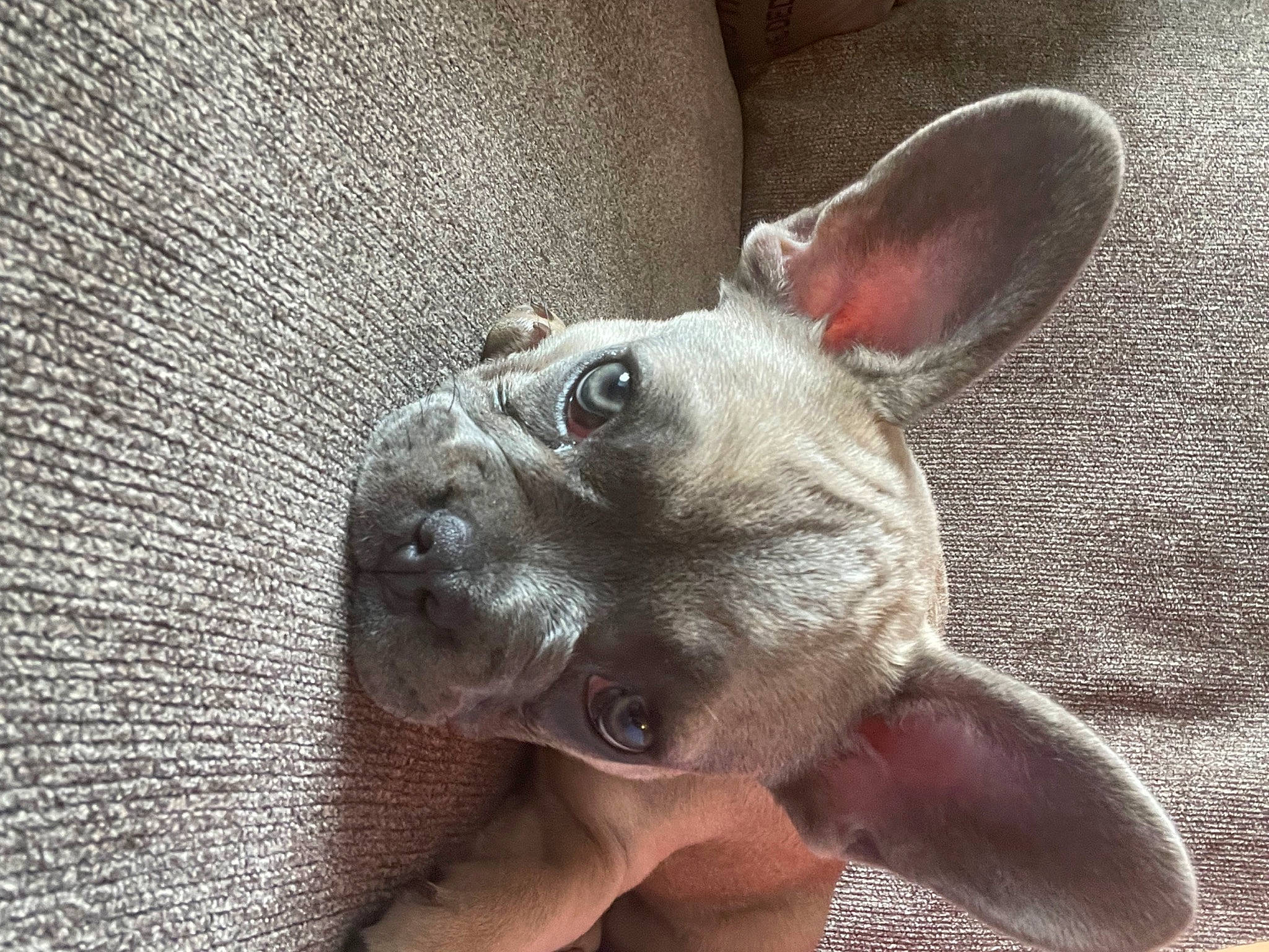 Fiona joined the competition — help win amazing prizes! canidae, carnivore, companion_dog, dog, dog_breed, ear, fawn, fur, mexican_hairless_dog, non_sporting_group, paw, puppy, snout, sporting_group, toy_dog, whiskers, working_animal, wrinkle