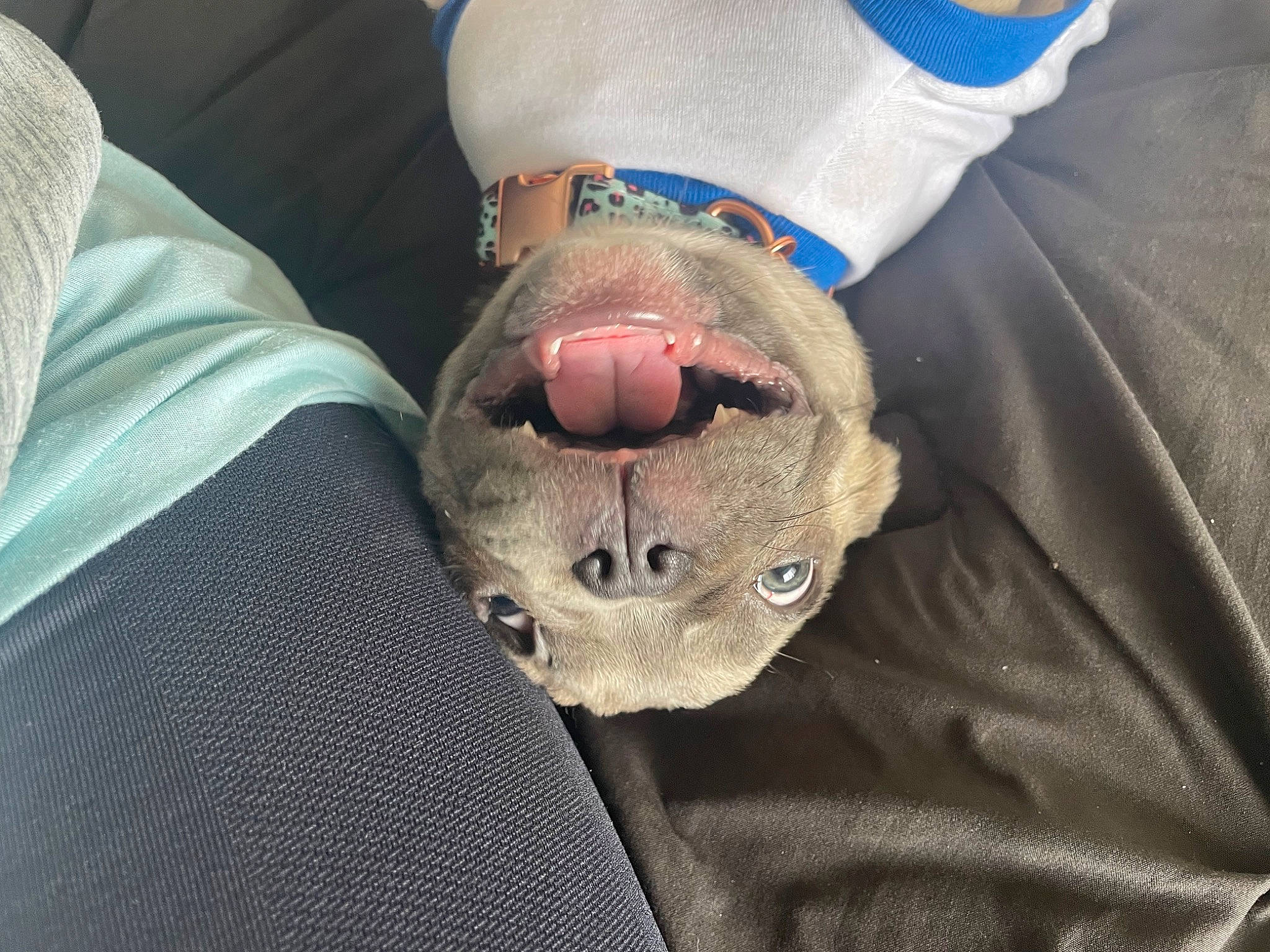 Fiona joined the competition — help win amazing prizes! carnivore, comfort, companion_dog, dog, dog_breed, elbow, electric_blue, foot, human_leg, jaw, knee, plush, sleeve, snout, sporting_group, stuffed_toy, teddy_bear, thigh, toy, wrist