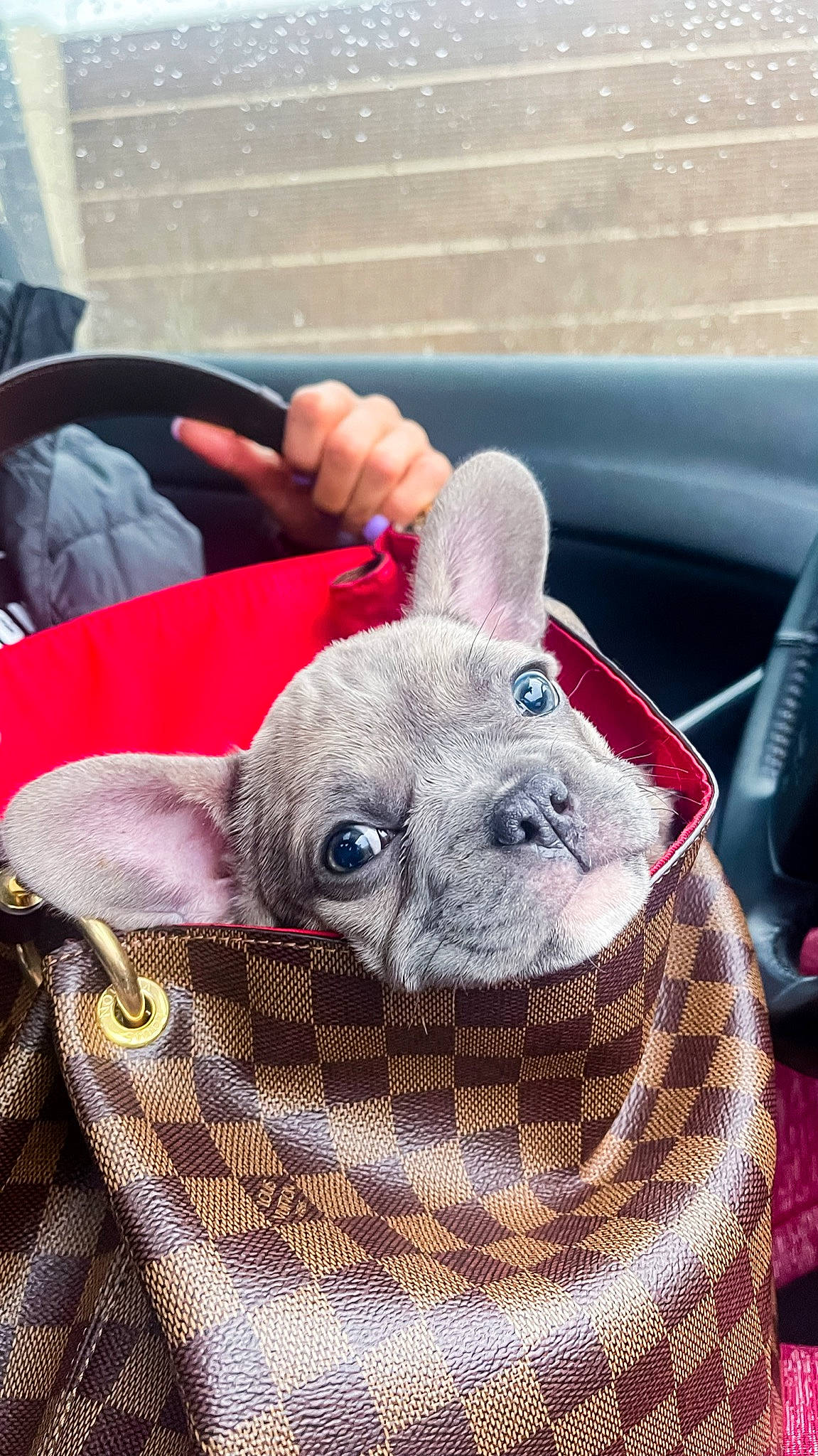 Fiona is registered to the contest to win money with this photo: canidae, carnivore, companion_dog, dog_breed, domestic_rabbit, ear, fawn, felidae, fur, pattern, plush, rabbit, rabbits_and_hares, snout, stuffed_toy, terrestrial_animal, toy_dog, whiskers, wool, working_animal