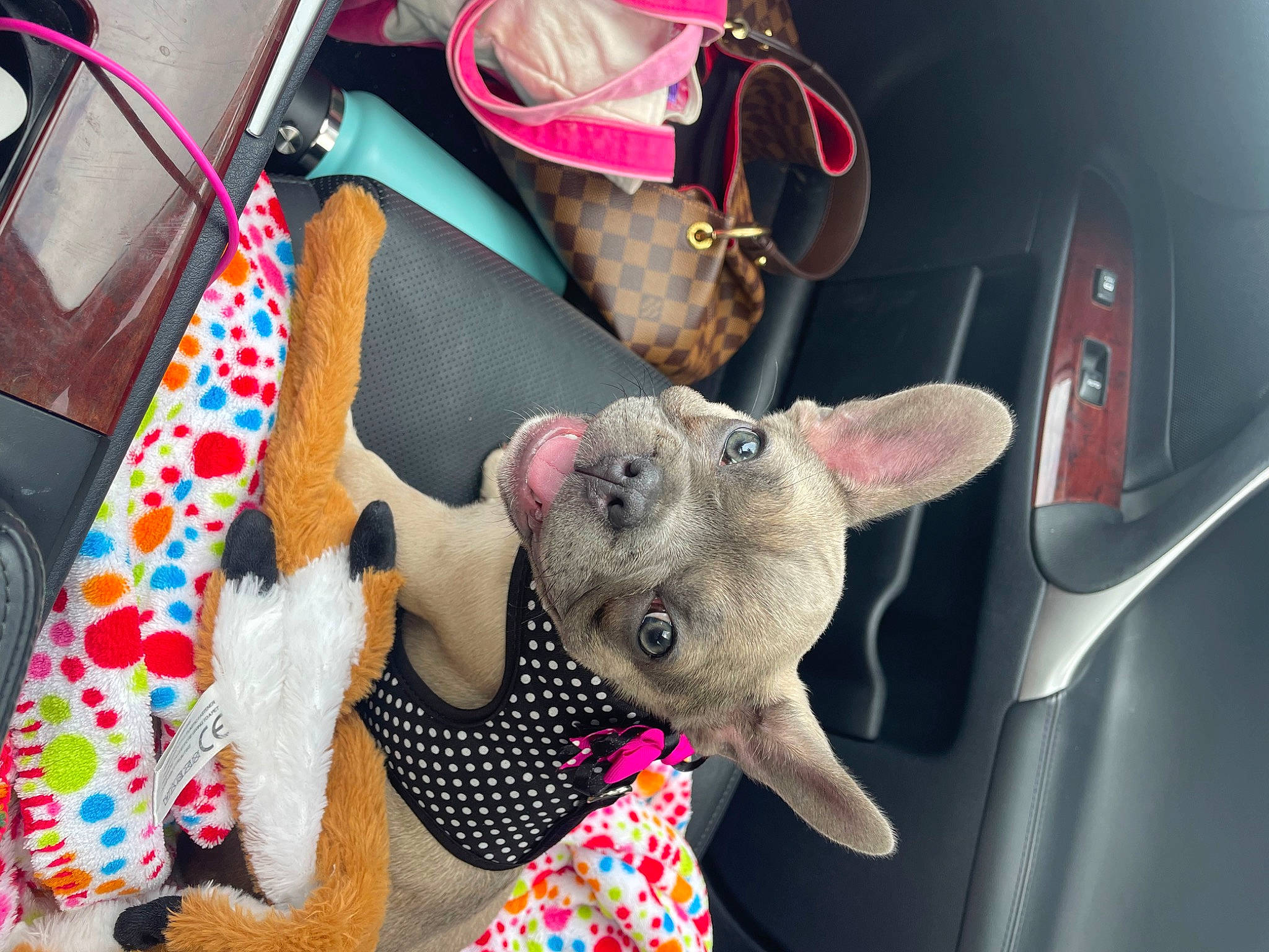 Fiona is registered to the contest to win money with this photo: bag, carnivore, cat, companion_dog, dog_breed, eyewear, fawn, felidae, fur, linens, luggage_and_bags, pattern, pink, small_to_medium_sized_cats, sporting_group, stuffed_toy, sunglasses, tie, toy, whiskers