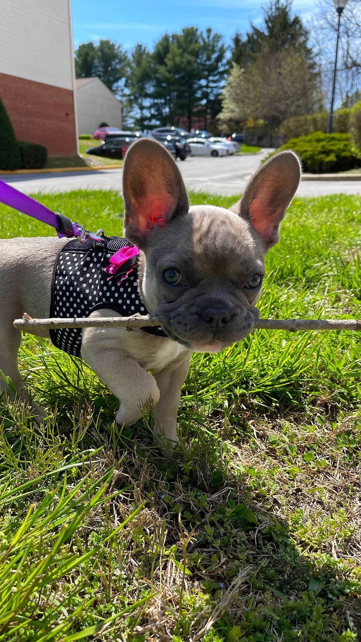 Fiona joined the competition — help win amazing prizes! canidae, carnivore, companion_dog, dog, dog_breed, ear, fawn, grass, groundcover, lawn, plant, sky, snout, sporting_group, tail, terrestrial_animal, toy_dog, tree, whiskers, working_animal