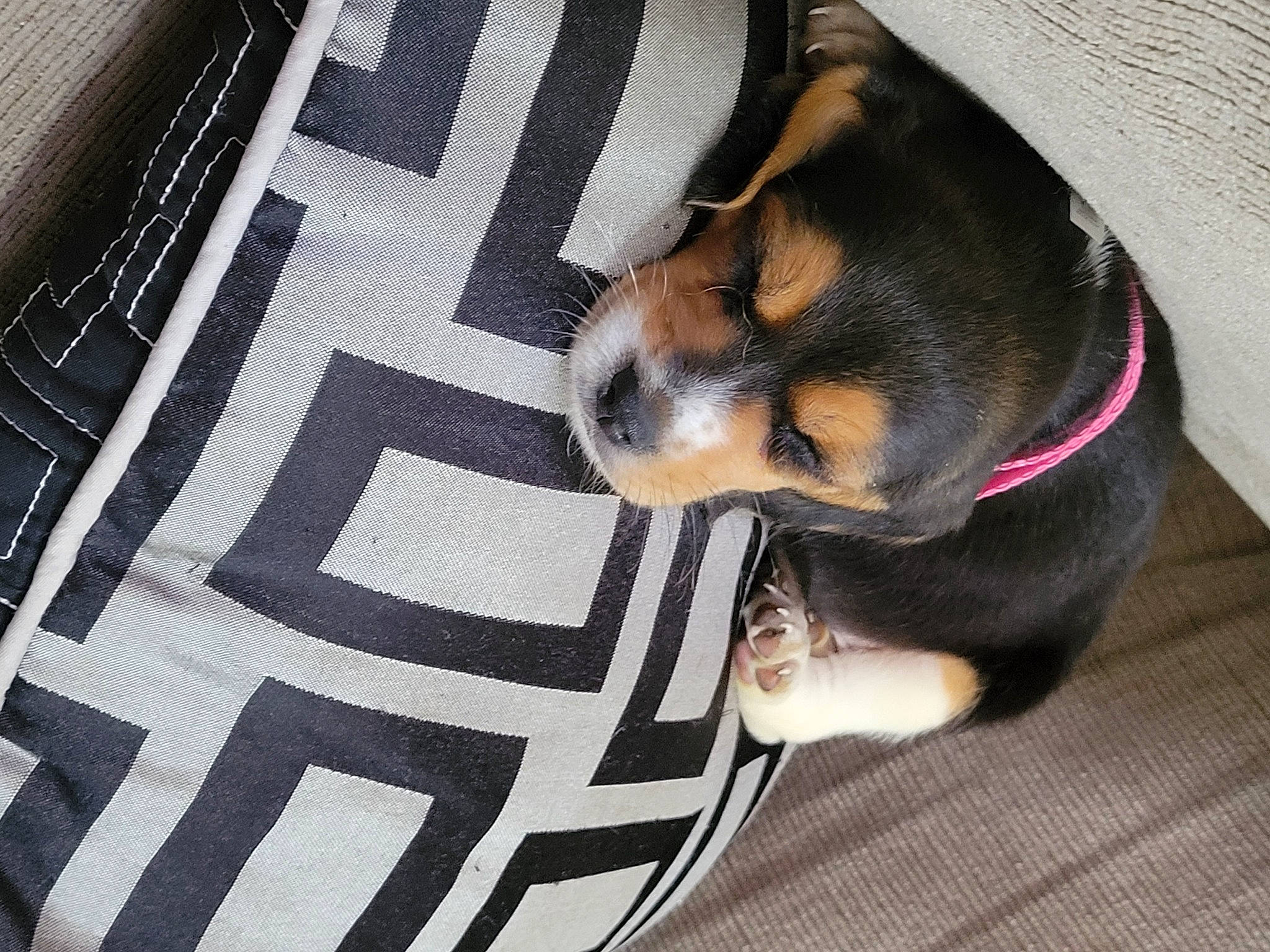 Saline is registered to the contest to win money with this photo: carnivore, collar, comfort, companion_dog, dog, dog_breed, dog_supply, fawn, fur, grey, pattern, paw, pet_supply, plaid, sleeve, snout, sporting_group, tartan, toy_dog, working_animal