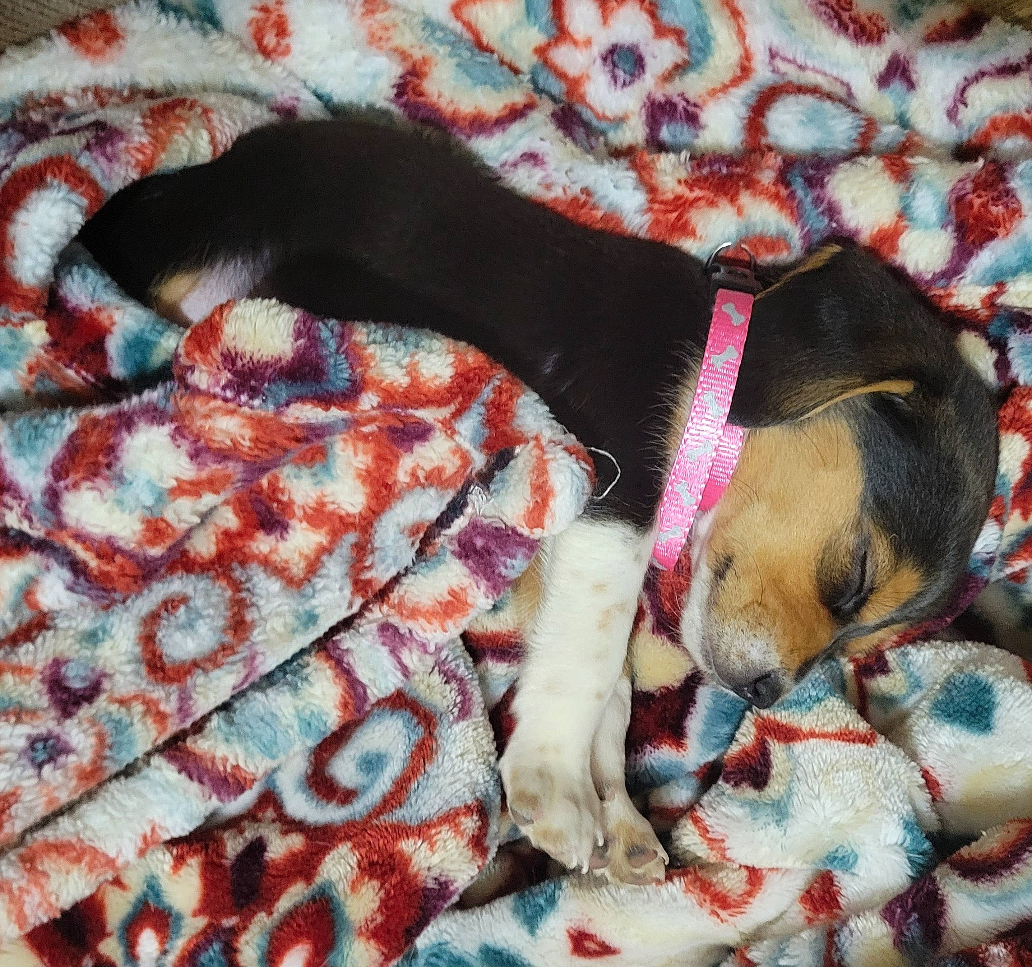 Saline is registered to the contest to win money with this photo: bedding, carnivore, comfort, companion_dog, couch, dog, dog_breed, dog_supply, fawn, fur, linens, mammal, pattern, pet_supply, sporting_group, tail, textile, toy_dog, vertebrate, working_animal