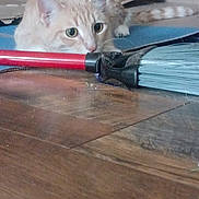 Bingo is registered to the contest to win money with this photo: animal, broom, cat, close_up, curious, domestic, ears, feline, floor, focused, ginger_cat, household, indoor, mammal, pet, quiet, stalking, tail, whiskers, wooden_floor