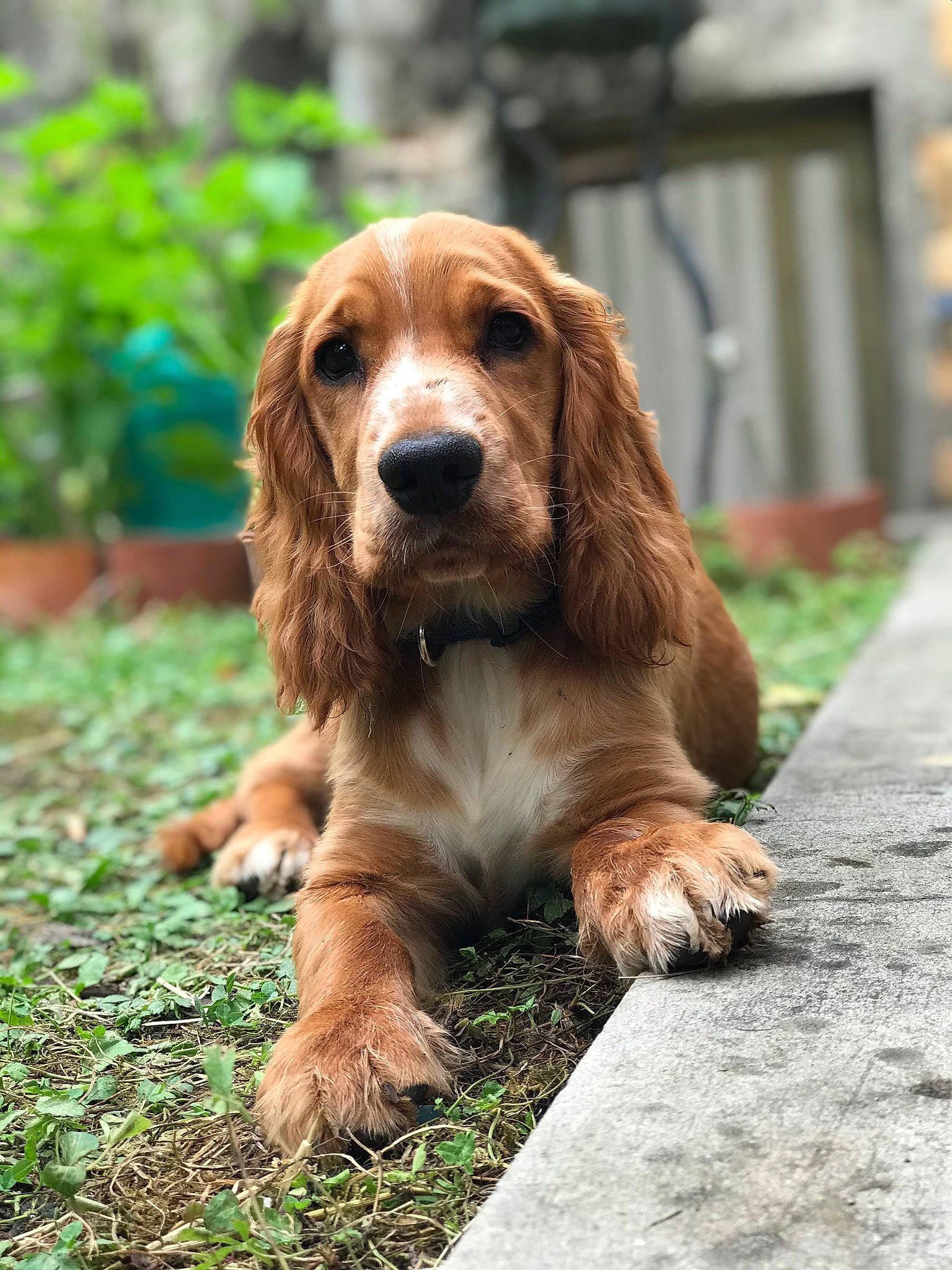 Navy a rejoint le concours — aidez-le/la à gagner de superbes lots ! brown, canidae, carnivore, companion_dog, dog, dog_breed, fawn, grass, gun_dog, hound, liver, scent_hound, snout, spaniel, sporting_group, tan, terrestrial_animal, working_animal