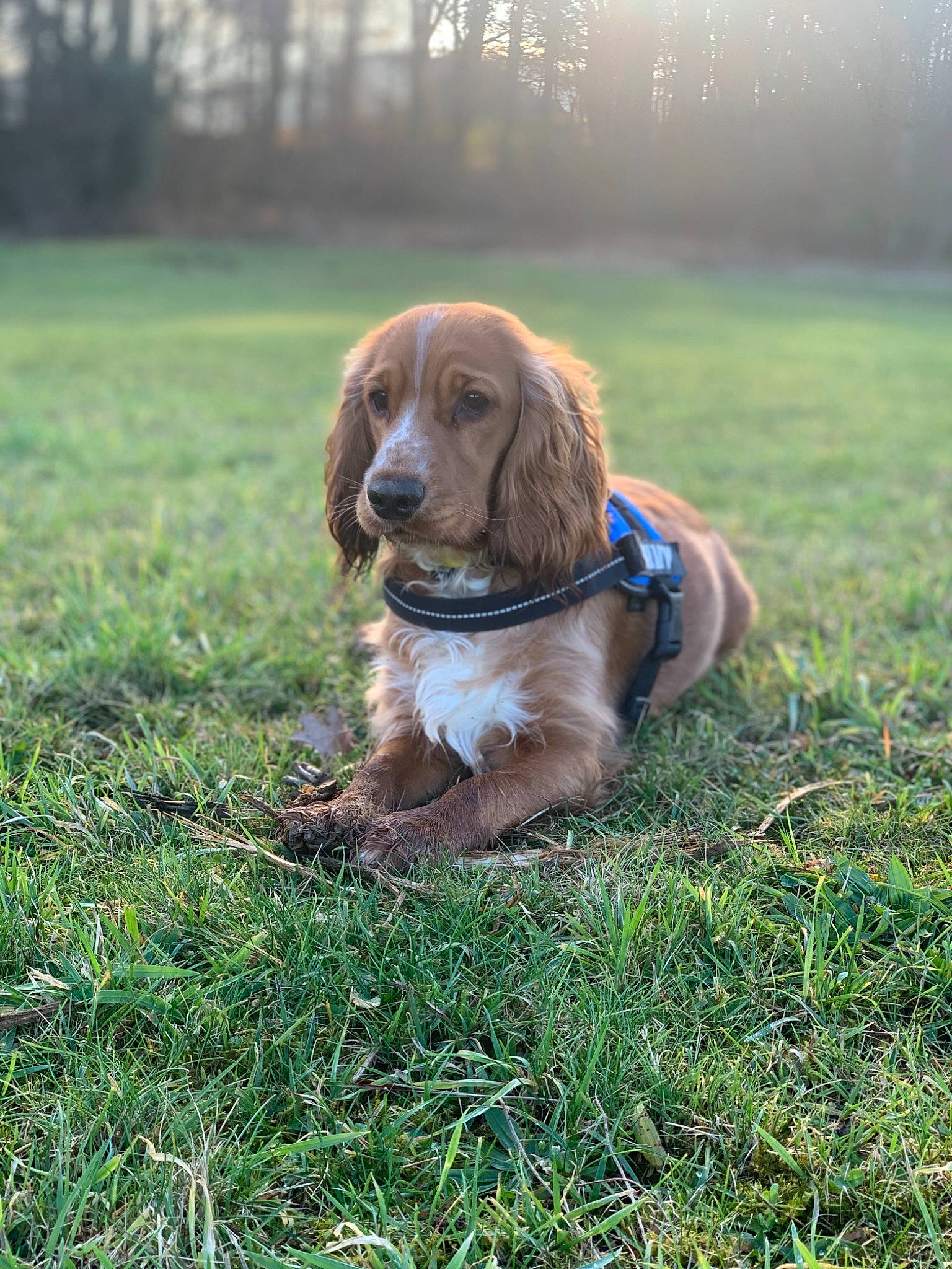 Navy participe au concours pour gagner de l'argent avec cette photo : canidae, carnivore, collar, companion_dog, dog, dog_breed, dog_collar, fawn, field, grass_family, grassland, gun_dog, leash, liver, mammal, meadow, snout, sporting_group, sunlight, working_animal