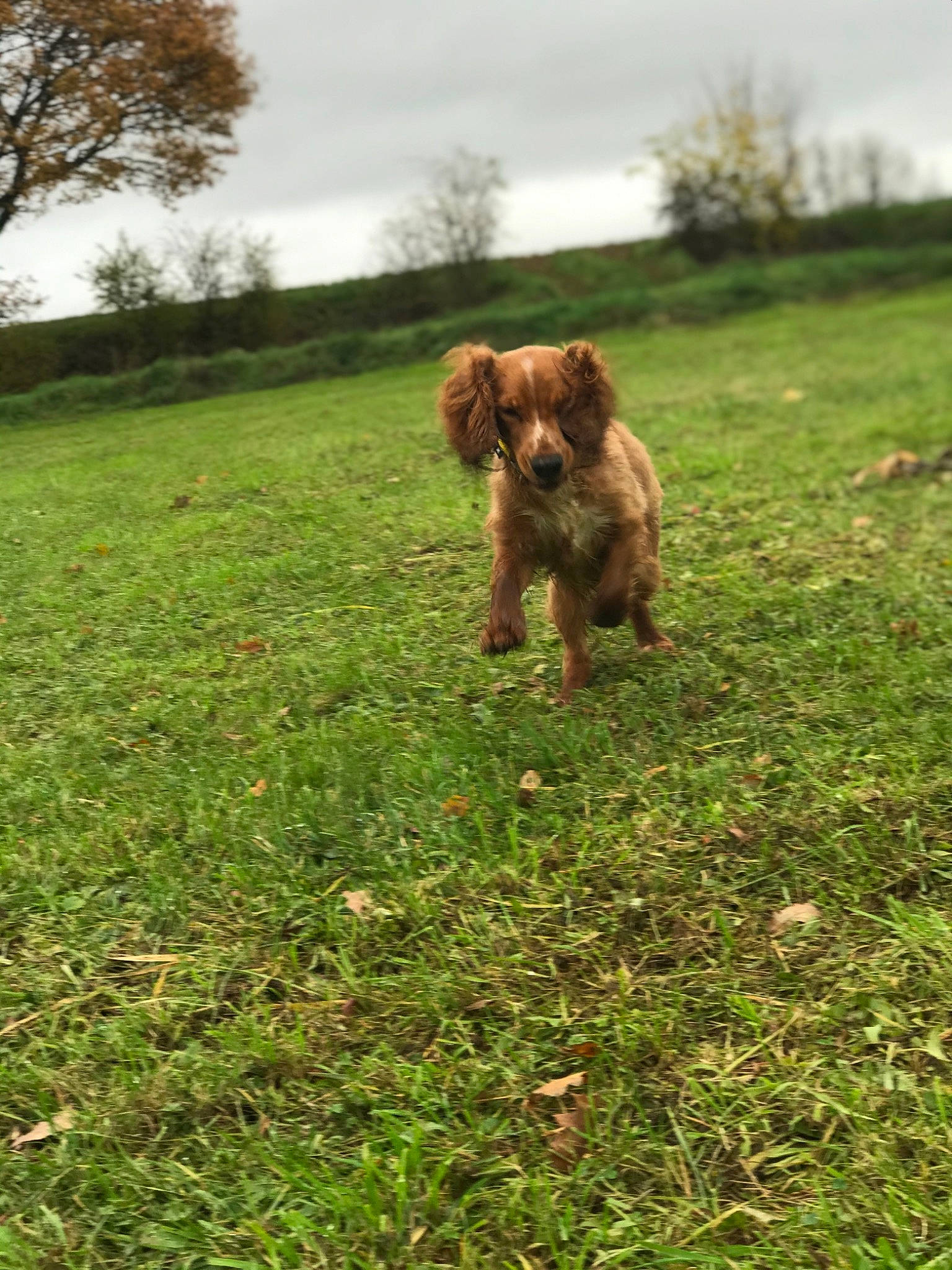 Navy a rejoint le concours — aidez-le/la à gagner de superbes lots ! canidae, carnivore, companion_dog, dog, dog_breed, fawn, field, fur, grass, grass_family, grassland, groundcover, lawn, liver, meadow, pasture, plain, prairie, sporting_group, water_dog