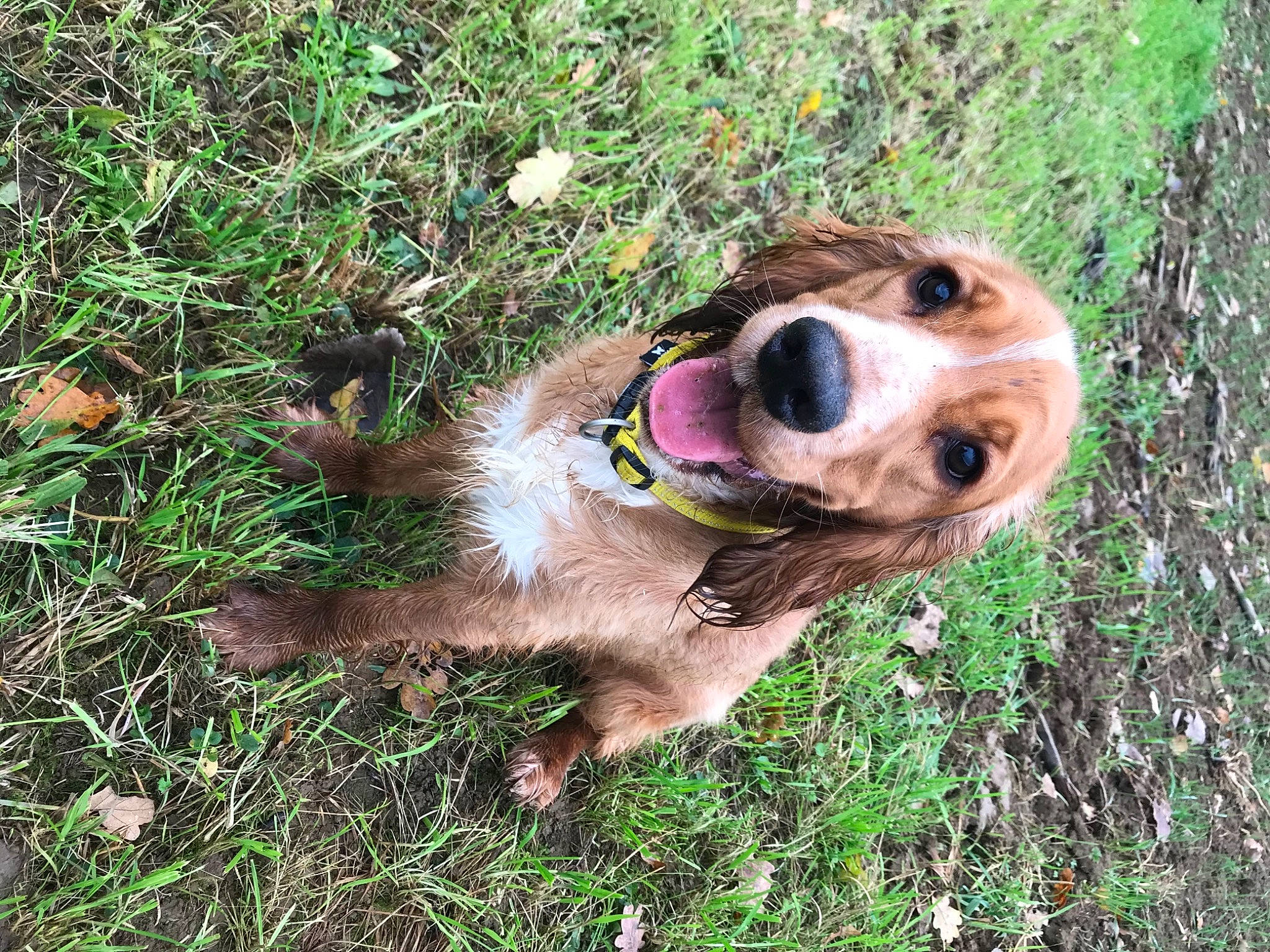 Navy a rejoint le concours — aidez-le/la à gagner de superbes lots ! canidae, carnivore, collar, companion_dog, dog, dog_breed, dog_collar, dog_supply, fawn, fur, grass_family, liver, mammal, snout, sporting_group, working_animal