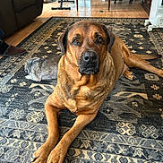 Travis is registered to the contest to win money with this photo: dog, brown_dog, gray_dog, indoor, rug, living_room, wooden_floor, furniture, chair, table, window, relaxed, pet, animal, domestic, laying_down, quiet, cozy, home, floor