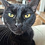 alert, animal, black_cat, cat, close_up, cute, domestic_cat, ears, face, feline, fur, indoor, looking_at_camera, mammal, nose, pet, portrait, sharp_focus, whiskers, yellow_eyes