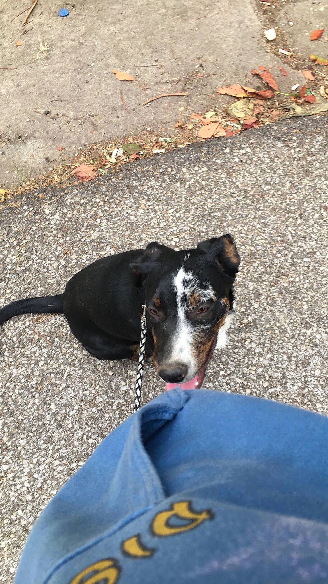 Patches joined the competition — help win amazing prizes! canidae, carnivore, dog, dog_breed, leash, mammal, snout, working_dog