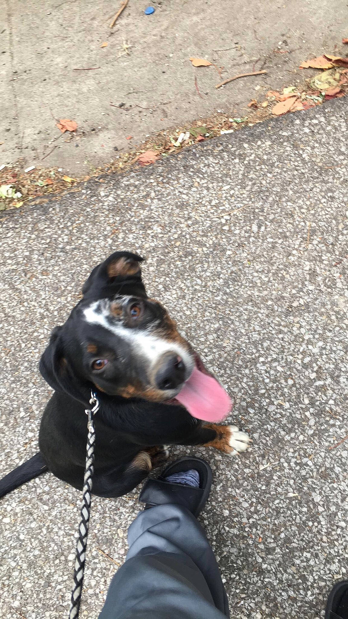 Patches is registered to the contest to win money with this photo: canidae, carnivore, dog, dog_breed, fawn, leash, non_sporting_group, snout, sporting_group