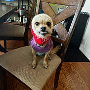 Chole is registered to the contest to win money with this photo: dog, small_dog, chair, wooden_chair, sweater, red_hood, indoor, wooden_floor, furniture, pet, animal, cute, teeth, expression, living_room, plant, picture_frame, sitting, canine, domestic_animal