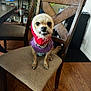 dog, small_dog, chair, wooden_chair, sweater, red_hood, indoor, wooden_floor, furniture, pet, animal, cute, teeth, expression, living_room, plant, picture_frame, sitting, canine, domestic_animal