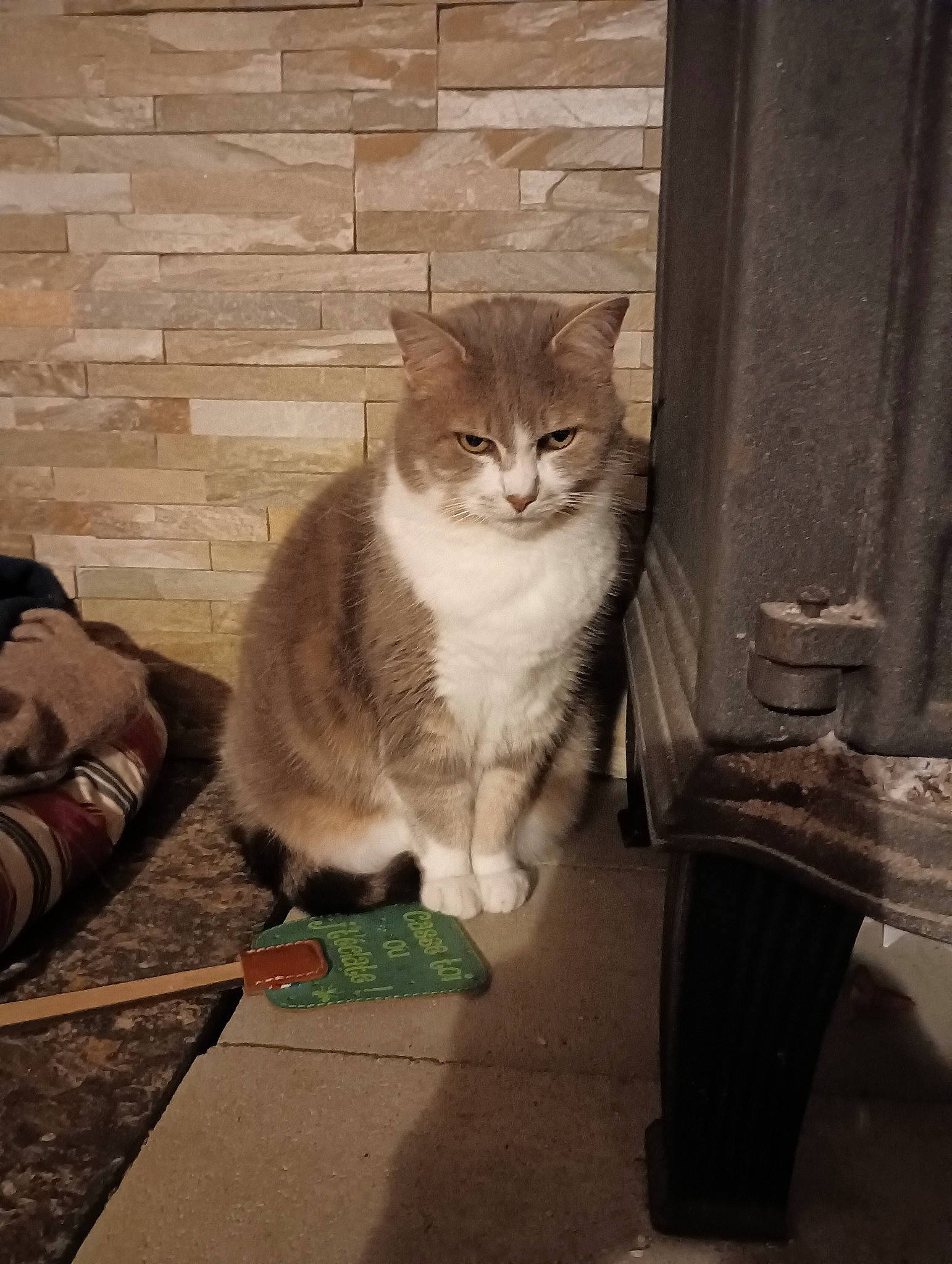 Margotte a rejoint le concours — aidez-le/la à gagner de superbes lots ! carnivore, cat, domestic_short_haired_cat, door, eye, fawn, felidae, flooring, fur, grey, hardwood, paw, plant, sitting, small_to_medium_sized_cats, snout, tail, whiskers, window, wood