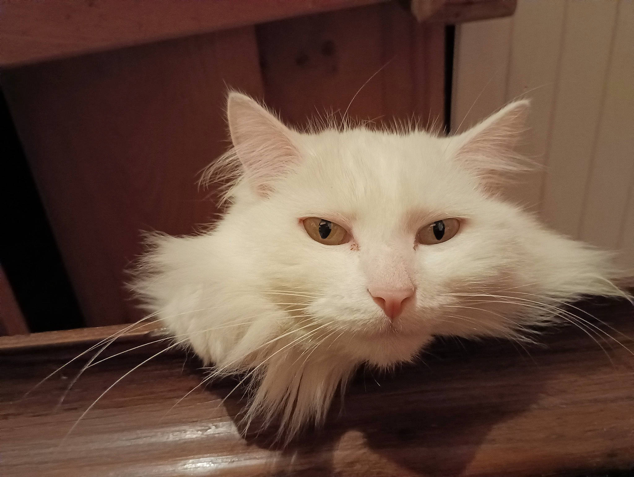 Suzy a rejoint le concours — aidez-le/la à gagner de superbes lots ! british_longhair, carnivore, cat, felidae, flooring, fur, hardwood, paw, small_to_medium_sized_cats, snout, tail, whiskers