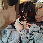 Twiggy is registered to the contest to win money with this photo: black_and_white, blanket, chair, clothing, collar, cozy, dog, domestic, fabric, furniture, green_toy, home, indoor, light, pet, relaxed, resting, small_dog, toy, window