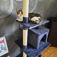 Duchesse participe au concours pour gagner de l'argent avec cette photo : cat, tabby_cat, cat_tree, furniture, indoor, pet, animal, wooden_floor, wallpaper, framed_picture, sisal_post, multi_level, curious, resting, home, domestic, living_space, playful, white_paws, tabby_pattern