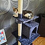cat, tabby_cat, cat_tree, furniture, indoor, pet, animal, wooden_floor, wallpaper, framed_picture, sisal_post, multi_level, curious, resting, home, domestic, living_space, playful, white_paws, tabby_pattern