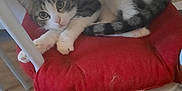 Duchesse participe au concours pour gagner de l'argent avec cette photo : cat, tabby_cat, white_paws, red_cushion, chair, wooden_floor, pet, indoor, feline, curious, resting, domestic_animal, fur, whiskers, eyes, tail, cozy, home, animal, relaxed