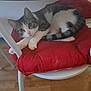 cat, tabby_cat, white_paws, red_cushion, chair, wooden_floor, pet, indoor, feline, curious, resting, domestic_animal, fur, whiskers, eyes, tail, cozy, home, animal, relaxed