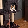 Duchesse a rejoint le concours — aidez-le/la à gagner de superbes lots ! cat, cat_tree, tabby_cat, indoor, pet, furniture, scratching_post, toy, ribbons, wooden_floor, relaxed, curious, animal, cozy, home, peeking, resting, playful, gray, white