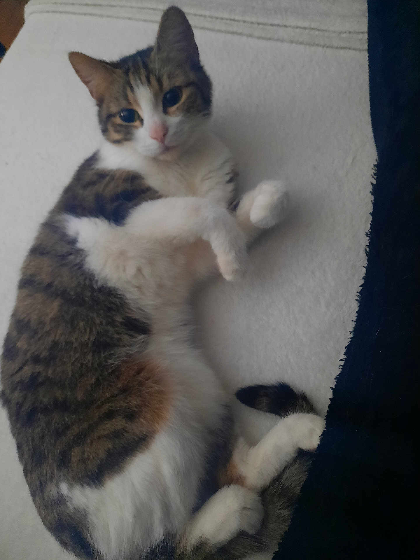 Duchesse