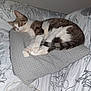 Duchesse a rejoint le concours — aidez-le/la à gagner de superbes lots ! cat, tabby_cat, white_fur, pillow, bed, bedding, indoor, resting, relaxed, feline, striped_tail, patterned_bedspread, soft_lighting, sleepy, cozy, pet, animal, domestic_cat, fur, cute