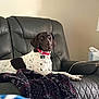 Izzy joined the competition — help win amazing prizes! dog, brown_and_white, collar, leather_couch, blanket, tissues, indoor, pet, relaxed, seated, furniture, living_room, side_table, domestic, canine, resting, comfort, household, spot, ear_flap