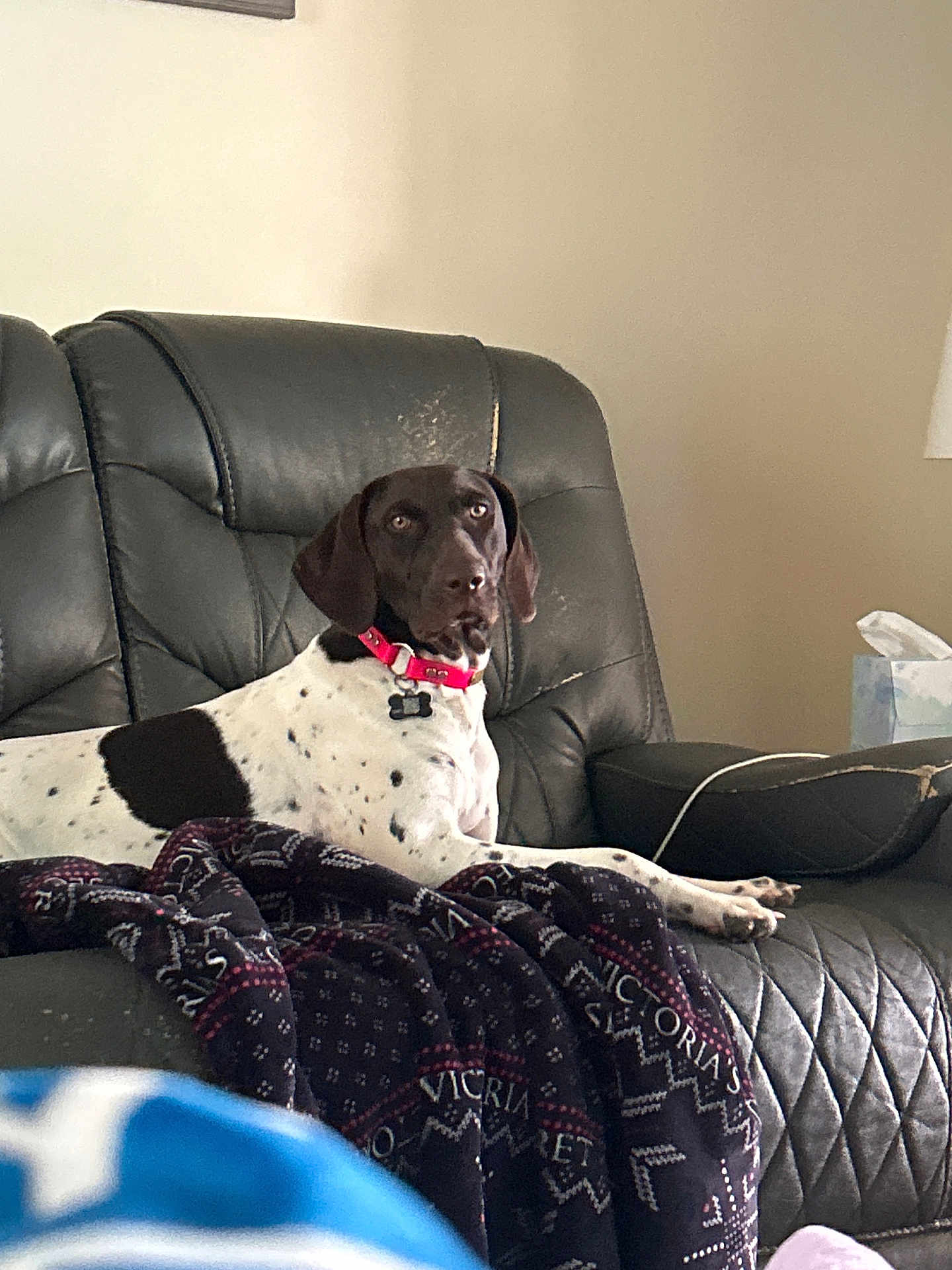 Izzy joined the competition — help win amazing prizes! dog, brown_and_white, collar, leather_couch, blanket, tissues, indoor, pet, relaxed, seated, furniture, living_room, side_table, domestic, canine, resting, comfort, household, spot, ear_flap