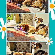 Nina joined the competition — help win amazing prizes! dogs, puppies, spotted_dog, brown_dog, black_white_dog, rope_toy, playful, sitting, lying_down, sunlight, indoor, patio, rug, basket, collage, photo_frame, daisies, turquoise_background, pet, companion_animals