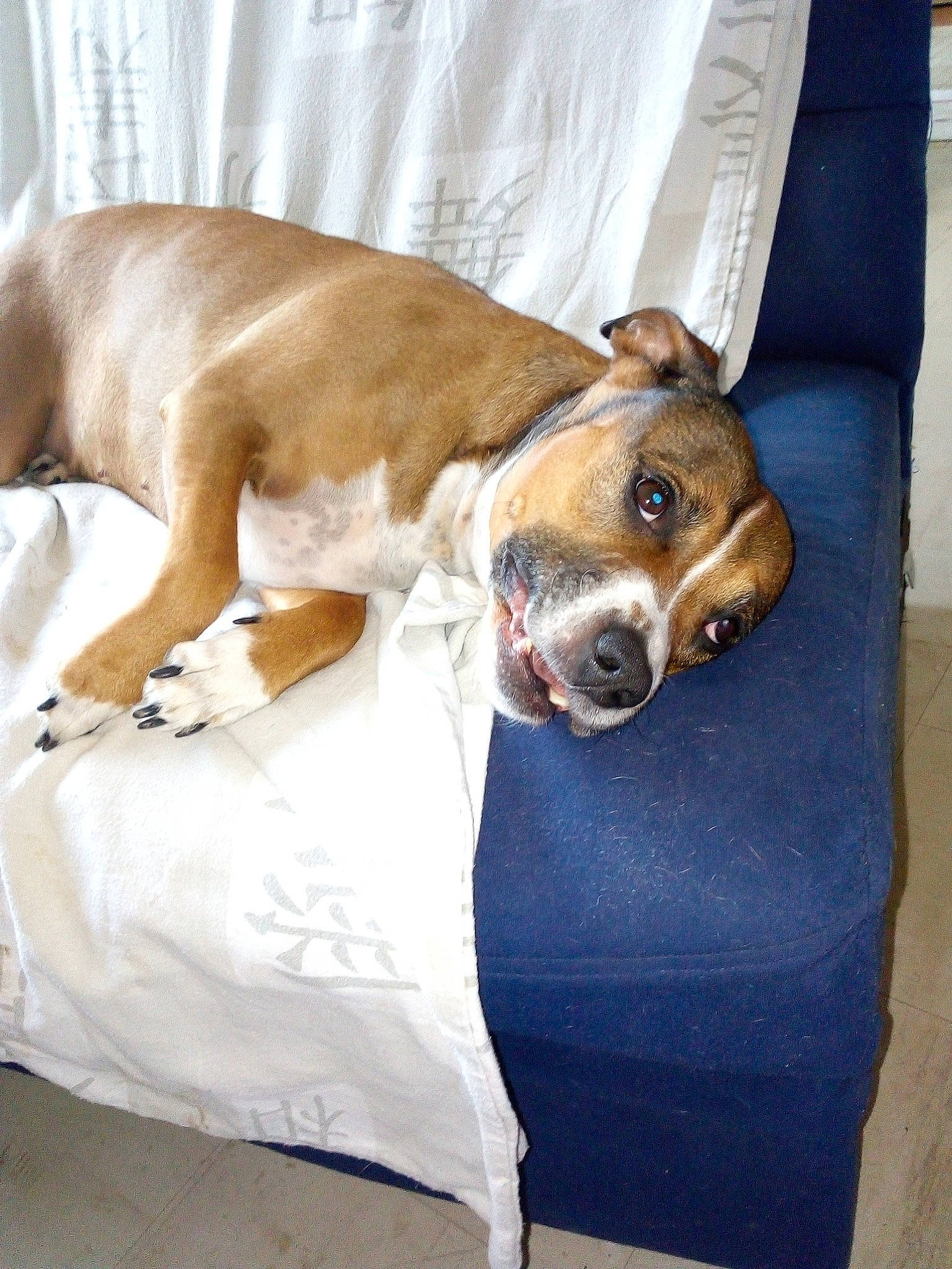 Scheyenne a rejoint le concours — aidez-le/la à gagner de superbes lots ! american_bulldog, american_pit_bull_terrier, american_staffordshire_terrier, boxer, canidae, carnivore, companion_dog, dog, dog_breed, fawn, non_sporting_group, old_english_bulldog, snout