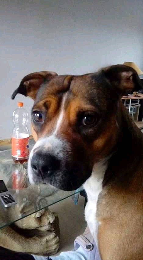 Scheyenne a rejoint le concours — aidez-le/la à gagner de superbes lots ! brazilian_terrier, canidae, carnivore, companion_dog, danish_swedish_farmdog, dog, dog_breed, fawn, feist, mammal, nose, potcake_dog, puppy, smooth_fox_terrier, snout, vertebrate, whiskers