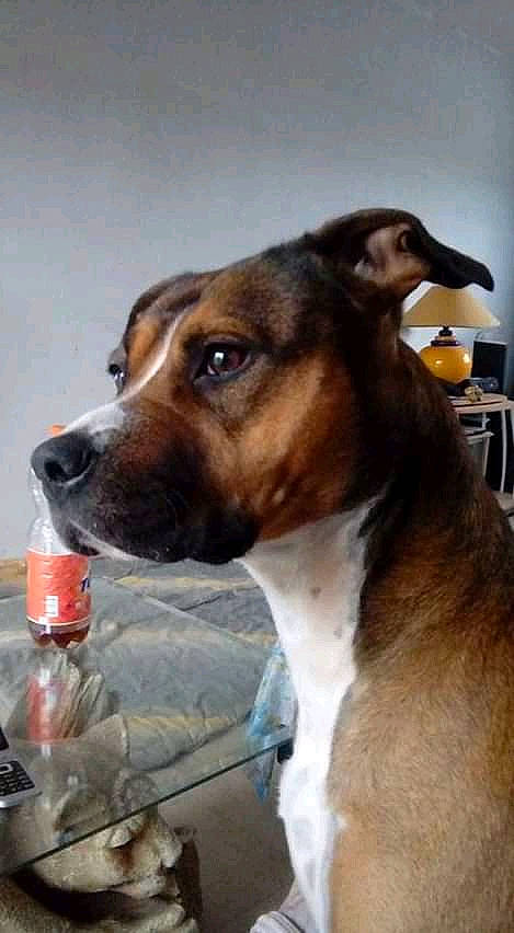Scheyenne participe au concours pour gagner de l'argent avec cette photo : american_pit_bull_terrier, american_staffordshire_terrier, ancient_dog_breeds, brazilian_terrier, canidae, carnivore, dog, dog_breed, fawn, mammal, mountain_cur, rare_breed_dog, snout, vertebrate, whiskers