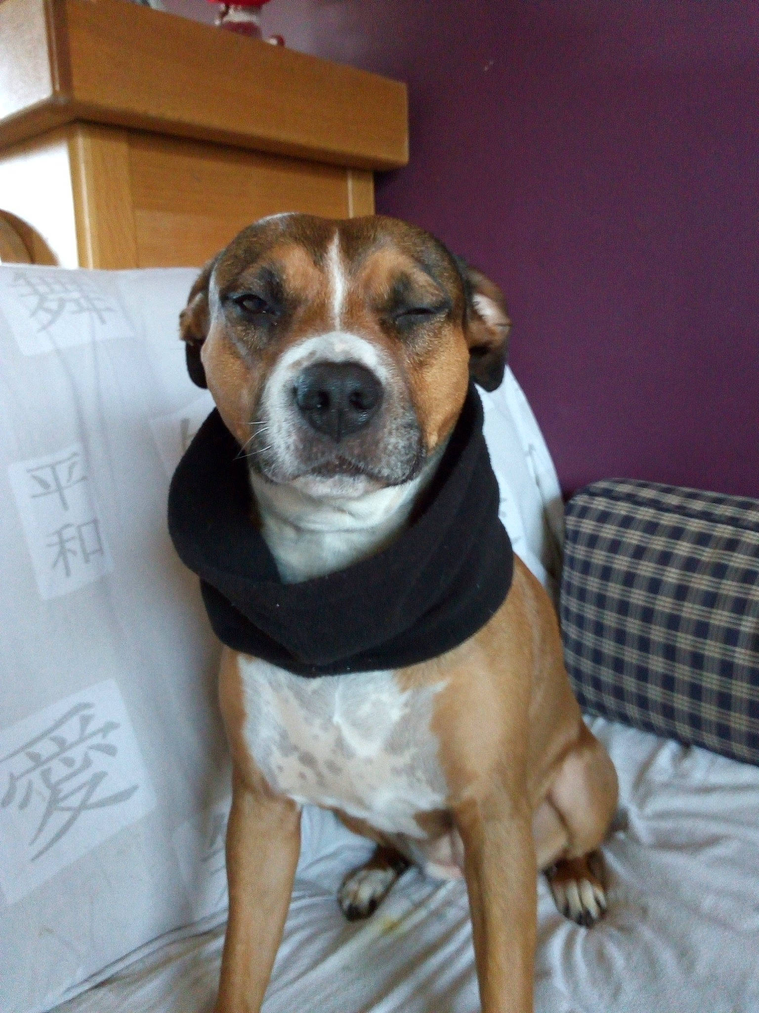 Scheyenne participe au concours pour gagner de l'argent avec cette photo : american_pit_bull_terrier, american_staffordshire_terrier, canidae, carnivore, companion_dog, dog, dog_breed, fawn, mammal, rare_breed_dog, snout, vertebrate