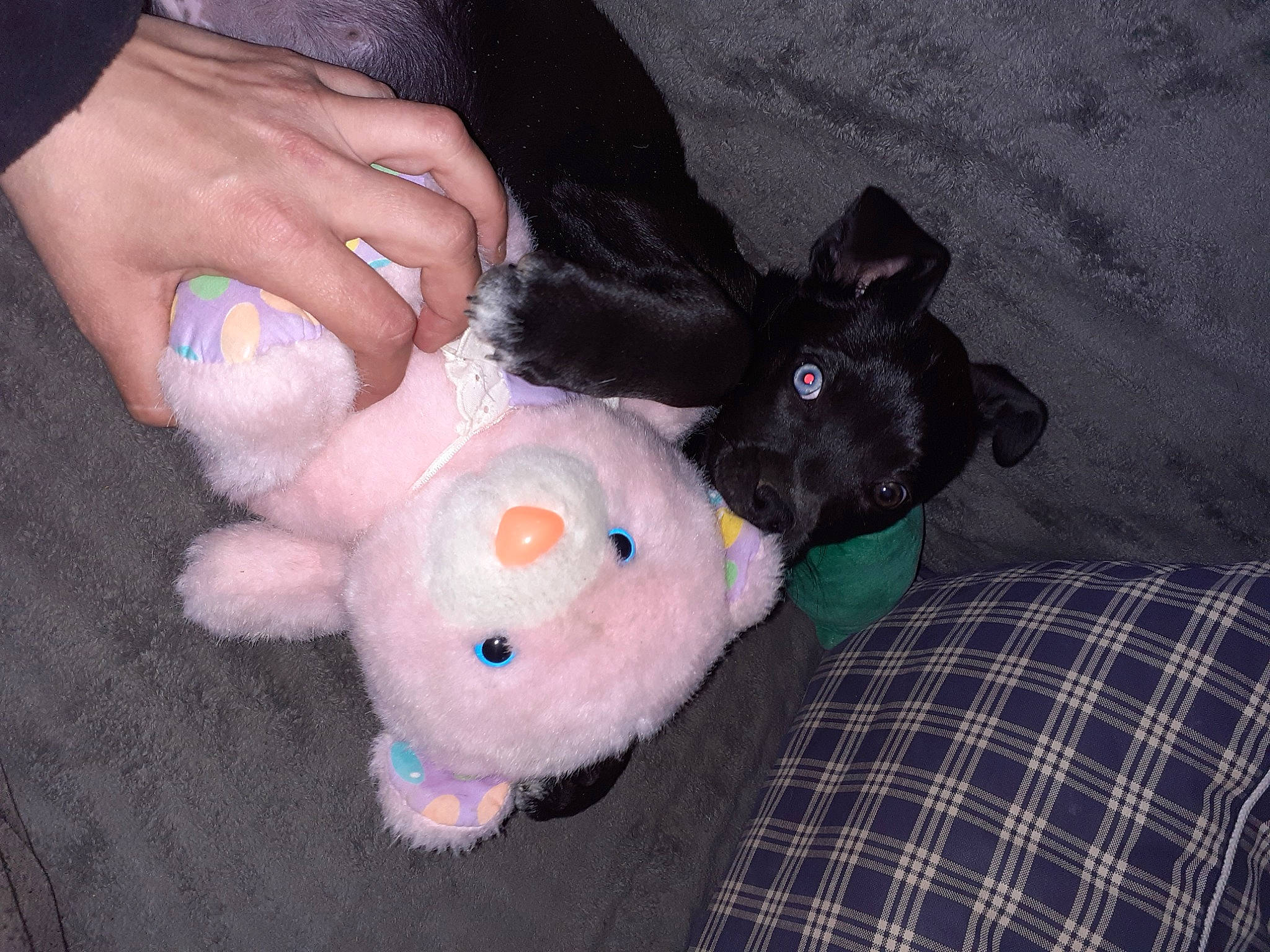 Blue a rejoint le concours — aidez-le/la à gagner de superbes lots ! carnivore, comfort, companion_dog, dog, dog_breed, fawn, finger, foot, fur, gesture, human_leg, nail, pattern, plaid, stuffed_toy, tartan, thumb, toy, vertebrate, wrist