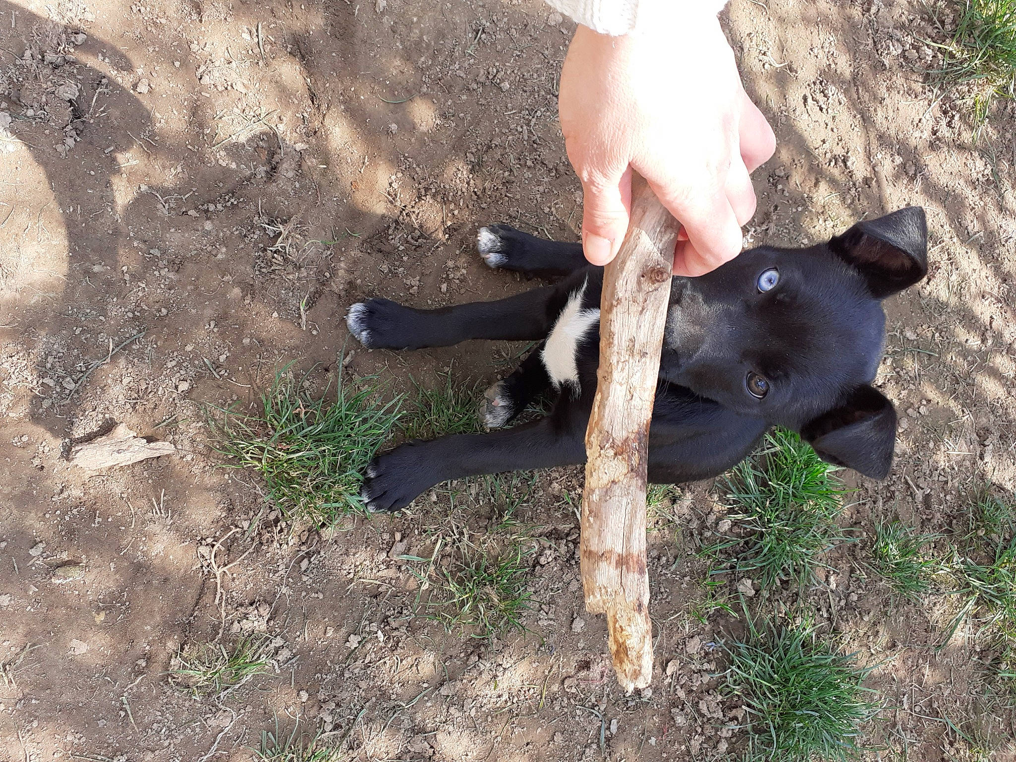 Blue a rejoint le concours — aidez-le/la à gagner de superbes lots ! carnivore, dog, dog_breed, fawn, finger, foot, gesture, grass, hand, human_leg, people_in_nature, plant, snout, soil, tail, terrestrial_animal, thigh, thumb, working_animal, wrist