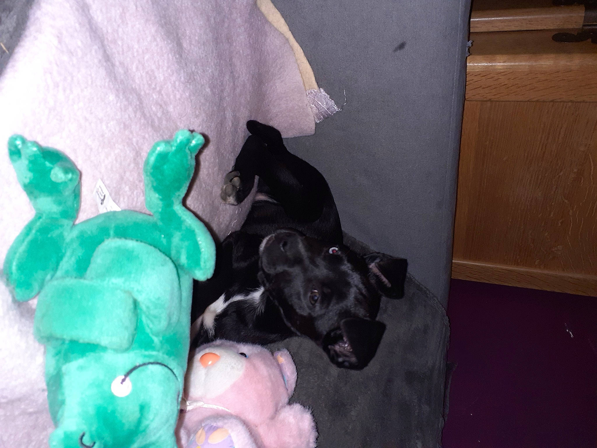 Blue participe au concours pour gagner de l'argent avec cette photo : canidae, carnivore, comfort, companion_dog, dog, dog_breed, dog_supply, fawn, felidae, mammal, plastic, room, small_to_medium_sized_cats, sporting_group, stuffed_toy, tail, toy, toy_dog, vertebrate, working_animal