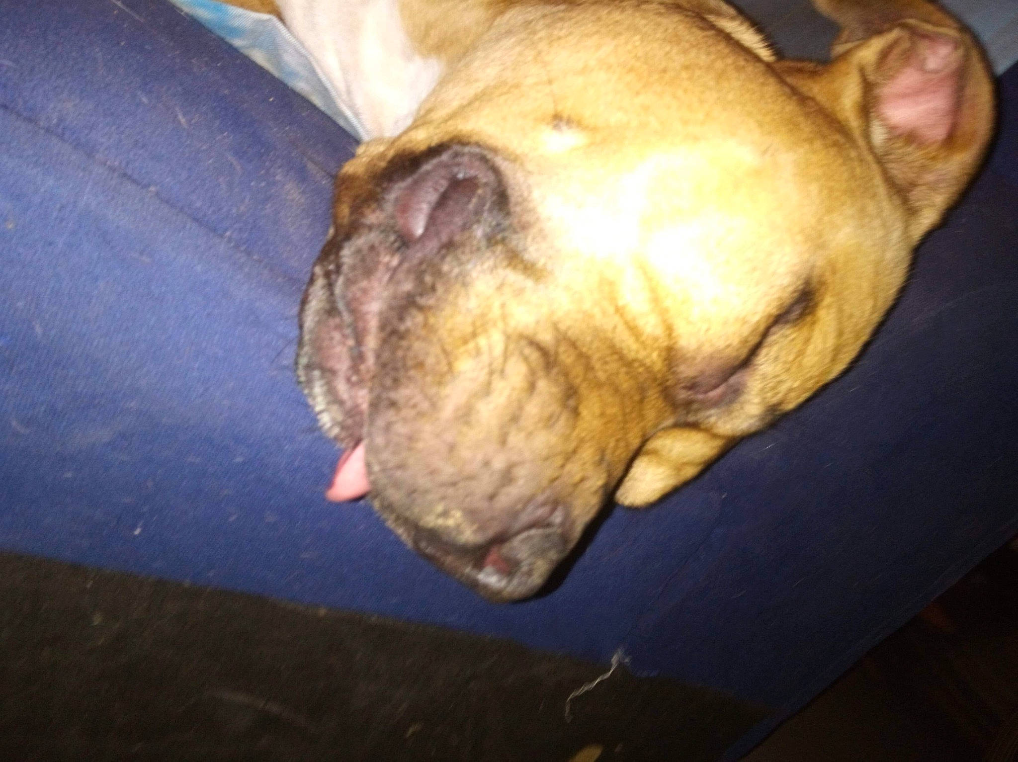 Ora participe au concours pour gagner de l'argent avec cette photo : american_bulldog, american_pit_bull_terrier, canidae, carnivore, dog, dog_breed, ear, fawn, french_bulldog, non_sporting_group, nose, old_english_bulldog, olde_english_bulldogge, skin, snout, tail