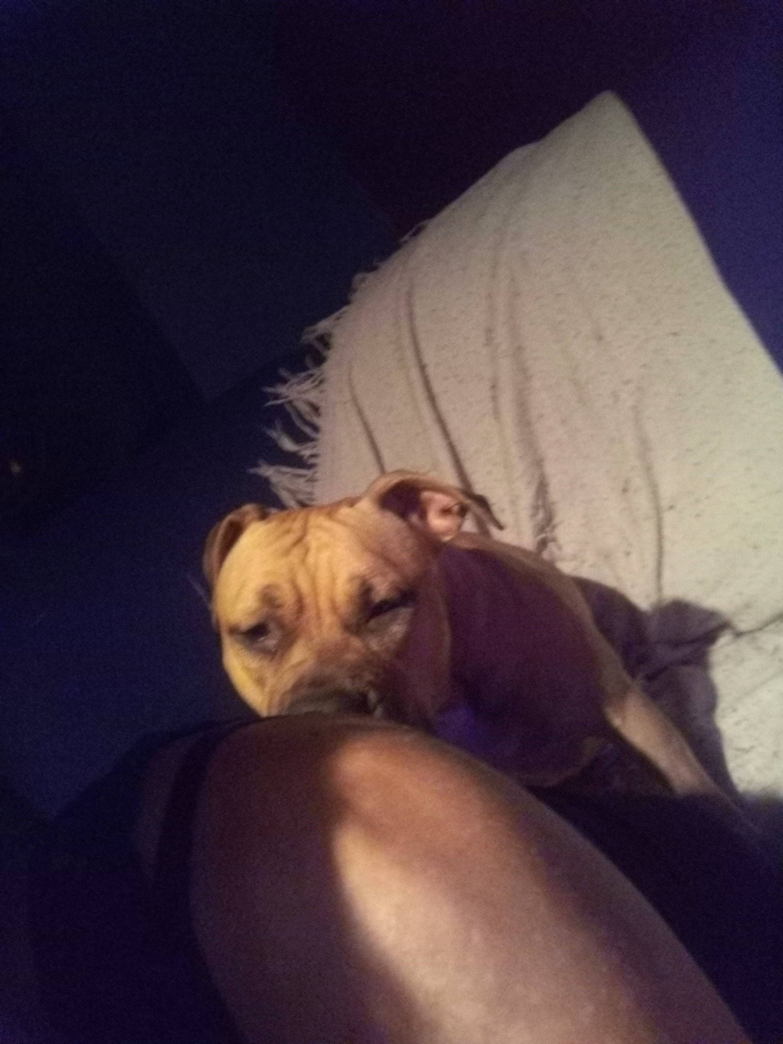 Ora a rejoint le concours — aidez-le/la à gagner de superbes lots ! canidae, carnivore, companion_dog, dog, dog_breed, ear, fawn, nap, non_sporting_group, puppy