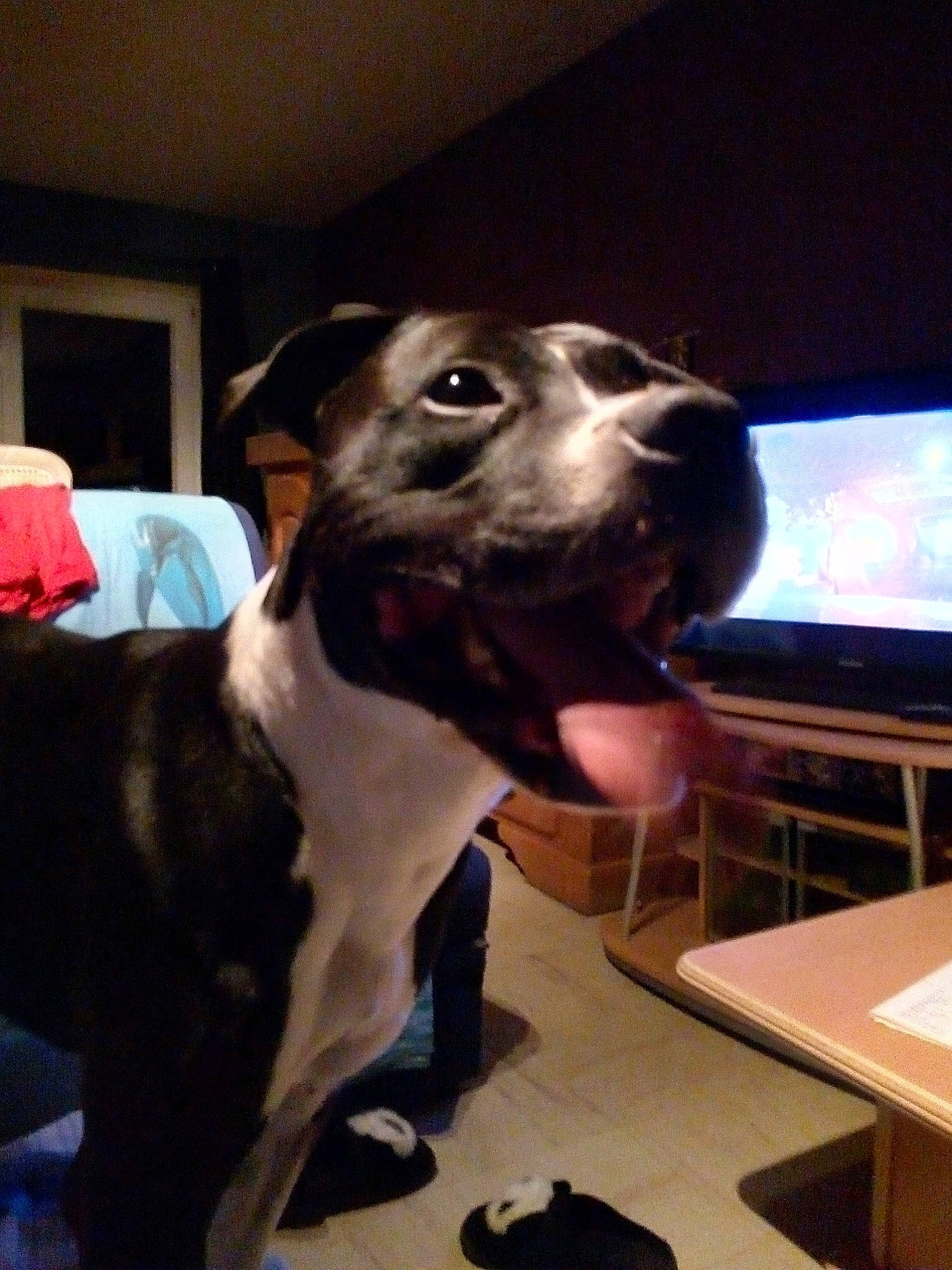 Jack a rejoint le concours — aidez-le/la à gagner de superbes lots ! american_pit_bull_terrier, american_staffordshire_terrier, canidae, carnivore, dog, dog_breed, ear, fawn, mammal, non_sporting_group, nose, pit_bull, snout, sporting_group, staffordshire_bull_terrier, vertebrate