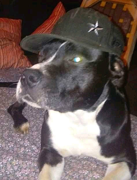 Jack a rejoint le concours — aidez-le/la à gagner de superbes lots ! american_pit_bull_terrier, american_staffordshire_terrier, bandog, canidae, carnivore, dog, dog_breed, fawn, mammal, non_sporting_group, pit_bull, puppy, snout, sporting_group