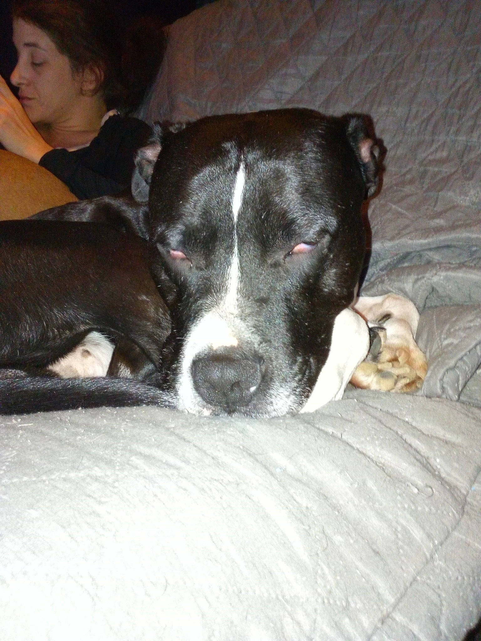 Jack a rejoint le concours — aidez-le/la à gagner de superbes lots ! american_pit_bull_terrier, american_staffordshire_terrier, canidae, carnivore, dog, dog_breed, ear, fawn, mammal, non_sporting_group, nose, pit_bull, rare_breed_dog, snout, vertebrate