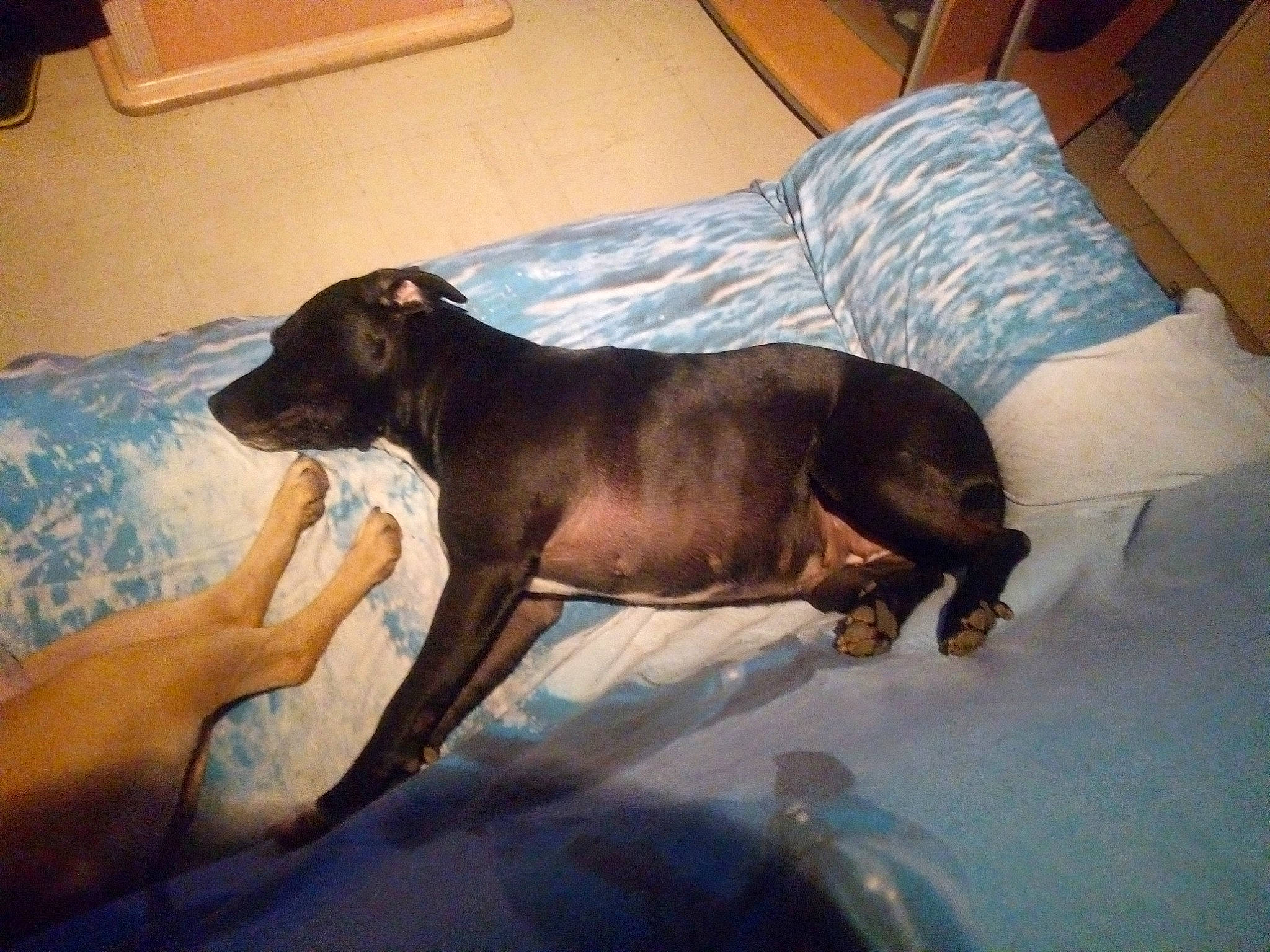 Louna participe au concours pour gagner de l'argent avec cette photo : american_pit_bull_terrier, canidae, carnivore, companion_dog, dog, dog_breed, fawn, great_dane, guard_dog, italian_greyhound, non_sporting_group, puppy, sporting_group, staffordshire_bull_terrier