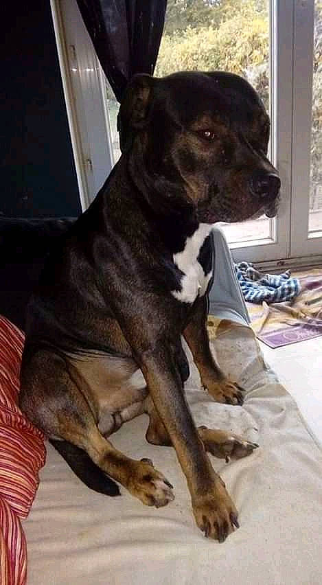 Falco participe au concours pour gagner de l'argent avec cette photo : alaunt, american_pit_bull_terrier, american_staffordshire_terrier, cane_corso, canidae, carnivore, dog, dog_breed, fawn, mammal, non_sporting_group, rare_breed_dog, snout, staffordshire_bull_terrier, vertebrate